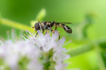 Makro Aufnahme einer Schwebfliege beim Nektarsammeln auf einer Minze-Blüte vor einem freigestellten soft-grünen Hintergrund