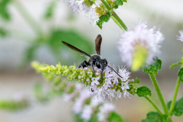 Schwarze Grabwespe / Schlupfwespe auf winzigen leicht violetten Minz-Blüten mit weich...