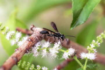 Schwarze Grabwespe / Schlupfwespe auf einem Ast mit sanft freigestelltem Hintergrund und kleinen weißen Blüten im Vordergrund