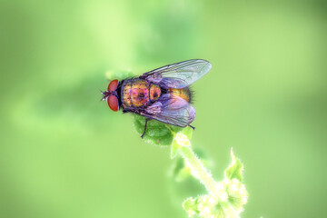 Schillernde Fliege auf einem Blütenblatt vor einem freigestellten grünen Hintergrund
