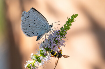 Weißer Falter auf  Minzblüte, freigestellt vor verschwommenen Hintergrund