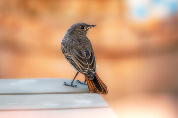 Rotschw&auml;nzchen (Phoenicurus phoenicurus) vor verschwommenen freigestellten Hintergrund