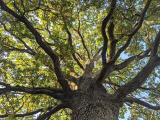 Branches d'un chêne centenaire en contre-plongée