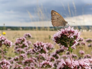 Papillon sur une fleur d'Origan