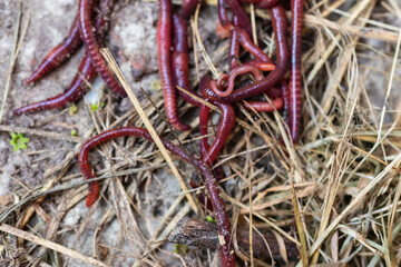 Breeding red worms Dendrobena. Fertile soil. Natural soil improvement. Fishing worms.