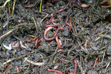 Breeding red worms Dendrobena. Fertile soil. Natural soil improvement. Fishing worms.