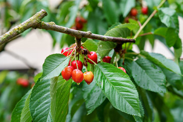 ripe cherries on a tree branch. Cherries hang on a branch of a cherry tree. Cherry branch with ripe red berries in the garden. cherry tree in the garden