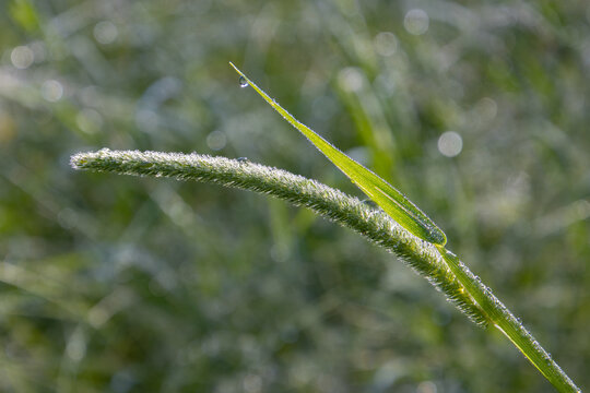 Close up of timothy grass with dewdrops, with copy space, Phleum pratense