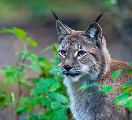 Obraz premium Portrait of a Eurasian lynx with greenish background
