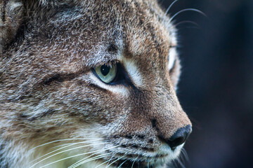 Portrait of a Eurasian lynx