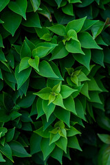 Green leaves vertical background