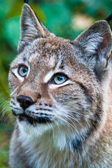 Portrait of a Eurasian lynx with greenish background