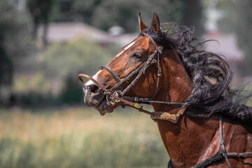 Brown trotter. Equestrian sports. Portrait of a horse. Thoroughbred horse close up while moving. The horse is galloping.