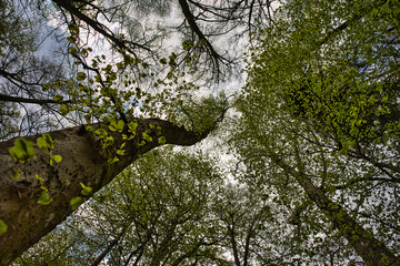 Eifel Wald Baum Natur