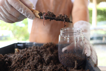 Earthworms on shovel in gardener hand, earthworms in dirt for agricultural field and gardening,...