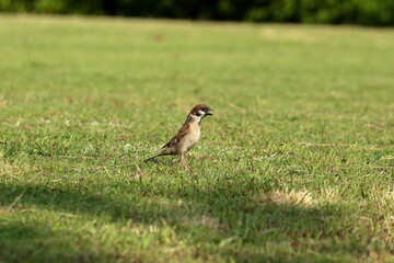 公園の芝生に降おりたすずめ