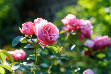 Colorful, beautiful, delicate rose in the garden. Blossoming flowers in summer