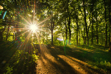 Fototapeta na wymiar Alsfeld Talsperre Antrifttal Sonnenstern im Wald