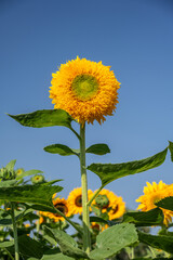 Sunflower with blue sky in the background.,