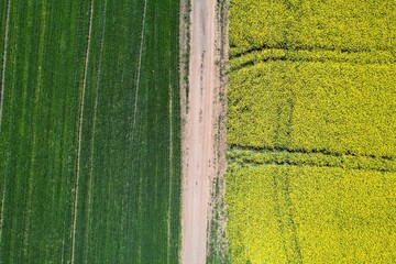 A field of oilseed turnip plants (Brassica rapa subsp. oleifera) next to a green field with rows of...