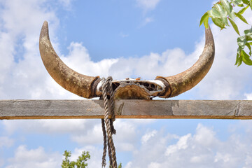 skull bones, cow skull, bull skull, bull, cow, horns, bull horns, cow horns, bone, cranial bone....