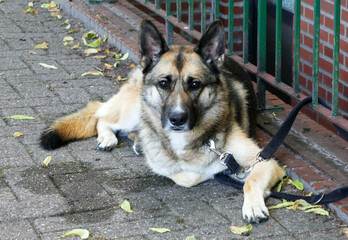A German Shepherd Dog is waiting for its owner. The owner is in sight, so the dog is relaxed