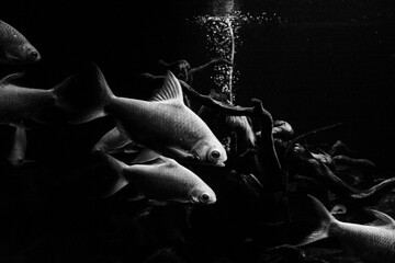 View of group of golden tinfoil barb swimming in dark glass aquarium at zoo in Batu, Indonesia. Black and white color.