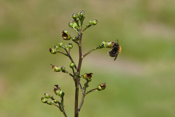 Common carder bee (Bombus pascuorum),  family Apidae.  On a flower of Common figwort (Scrophularia...