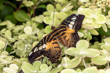 Schmetterling Falter © scaleworker