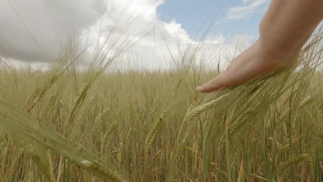 Farmer's female hand touching ears of wheat or rye walking in field. Concept for successful farming and good harvest.