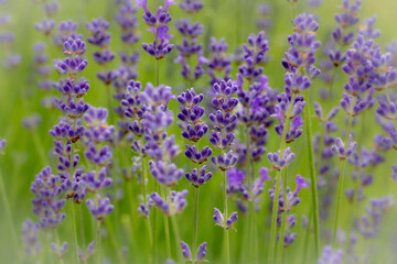 Lavendel