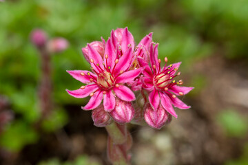 Fototapeta premium Blüten der Spinnweb Hauswurz
