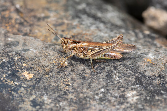 Brauner Grash&uuml;pfer makro
