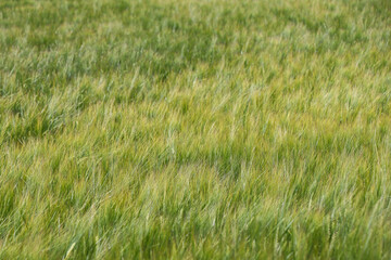 Roggen, Feld, Landwirtschaft, Landschaft, Nahrungsmittel, Weizen, Getreide, Acker, Natur