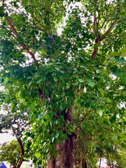 Photography - Natural - tree - Leaves - Roots - grass - soil form nature 