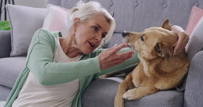 Loving senior woman bonding with her dog while sitting in the living room at home. Carefree mature pet lover with grey hair smiling and petting her dog while enjoying her free time and retirement