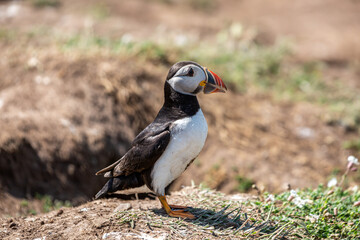 A side view of an Atlantic Puffin in the summer sunshine