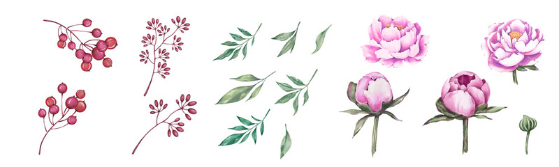 Set Watercolor flowers. Hand painted floral illustration.