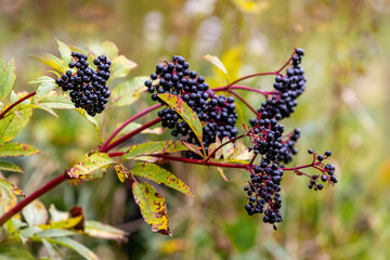 Сluster of black elderberries. Elderberry bush with berries