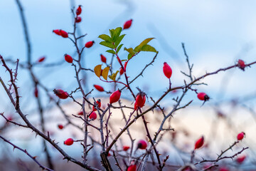Rosehip bush with red berries on blue sky background