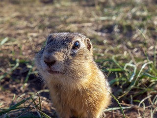 Naklejka na ściany i meble Gopher on the meadow and looking at the camera. Close-up.