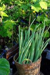 Obraz premium vegetables in the garden