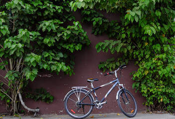 Fototapeta na wymiar bicycle in the park