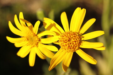 Arnica montana, yellow flowers of perennial medicinal herb, rare protected flower