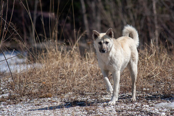 A kind village mongrel dog alone without people