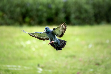 Gray feathered pigeons flying over the garden.