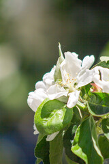 apple tree flowers
