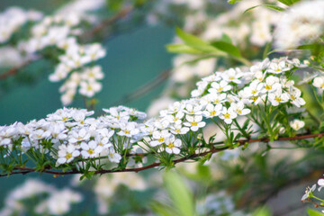 white cherry blossoms