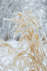 Closeup of reed covered with frost with dull yellow long thin leaves in daytime in winter. Astonishing winter full of white color and snow. Copy space.