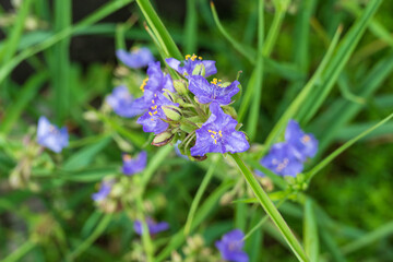 青紫色の花を咲かせるハナシノブ